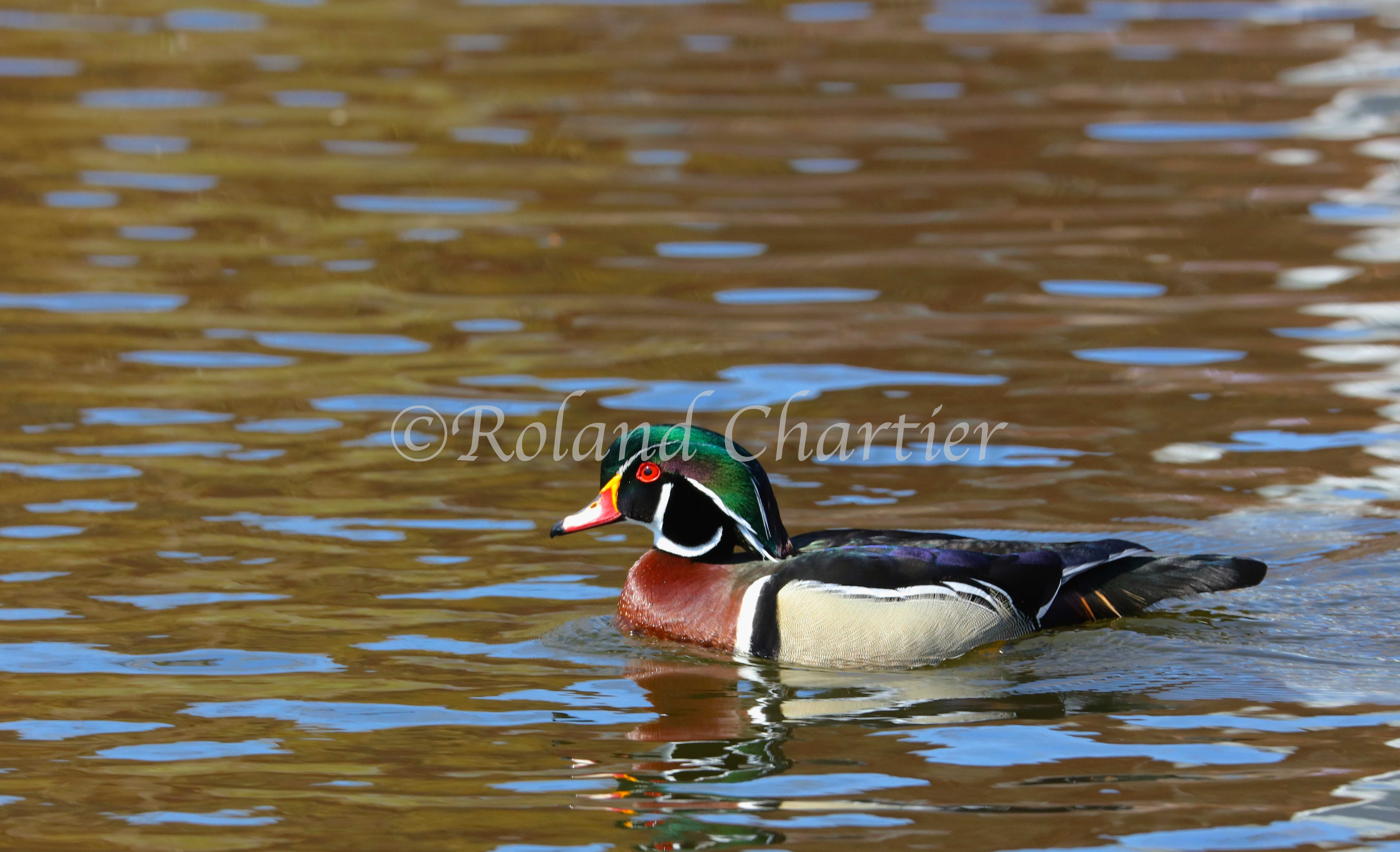 A loon floating on the water